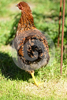 Free range hens in garden