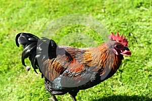 Free range hens in garden