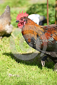 Free range hens in garden