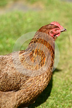 Free range hens in garden