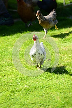 Free range hens in garden