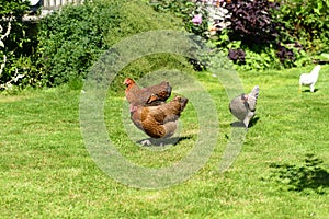 Free range hens in garden