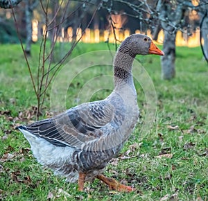 Free range hens and geese in the fields, Pontevedra, Galicia, Spain