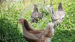 Free range hens grazing in the garden