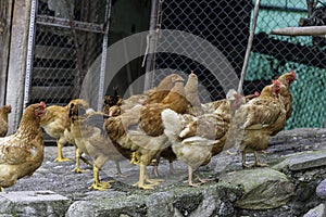 Free range hens in the mountains.