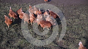 Free range hens pecking for food in early spring on meadow in the evening sun.