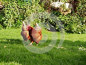 Free range hens pecking for food in field of grass medium shot