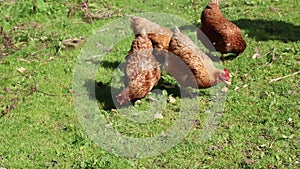 Free range hens pecking on grass.