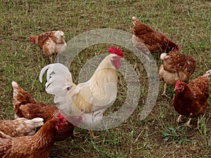 Free range hens and rooster