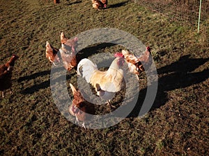 Free range hens and rooster