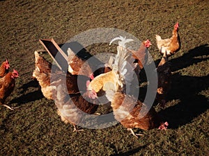 Free range hens and rooster