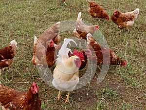 Free range hens and rooster