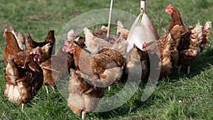 Free range hens of sustainable farm in chicken garden.