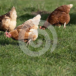 Free range hens of sustainable farm in chicken garden.