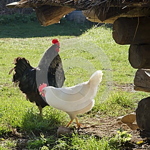 Free range hickens on a farm