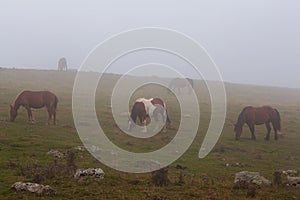 Free range horses grazing along a mountain road in the Pyrenees on a foggy