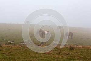 Free range horses grazing along a mountain road in the Pyrenees on a foggy