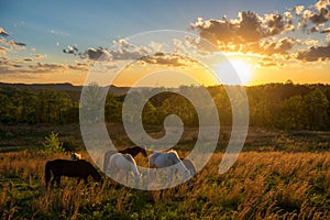 Free range horses, summer sunset, Kentucky