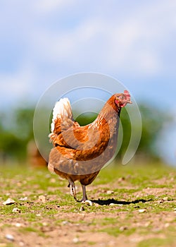 Free Range Hylne Hen