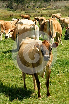 Free range Jersey dairy cows on a farm