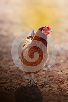 Free-range laying hen outdoors