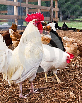 Free range leghorn rooster