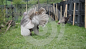 Free range male domestic turkey - Meleagris gallopavo - strutting and grazing in the garden of bio farm in HD VIDEO.