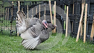 Free range male domestic turkey - Meleagris gallopavo - strutting and grazing in the garden of bio farm in HD VIDEO.