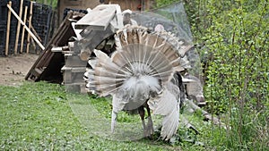 Free range male domestic turkey - Meleagris gallopavo - strutting and grazing in the garden of bio farm in HD VIDEO.