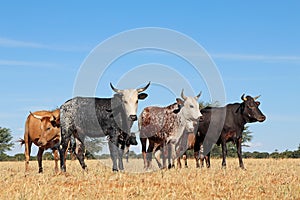 Free-range nguni cattle - South Africa