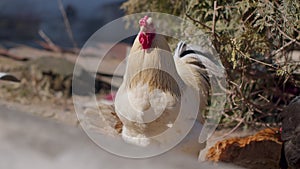 Free-range one big white domestic rooster chicken on a small rural eco farm, hen looking at camera