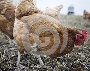 Free range organic chickens