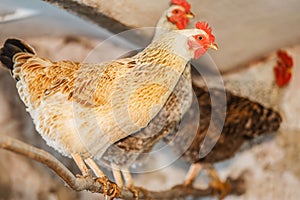 Free range organic chickens in the coop