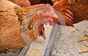 free range organic Hens chicken pecking eating grain feed tray in a country farm