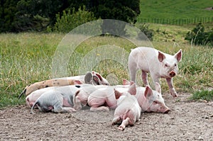 Free range piglets