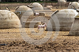 Free range piglets that are a few weeks old running around freely outside