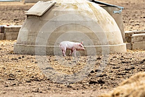 Free range piglets that are a few weeks old running around freely outside