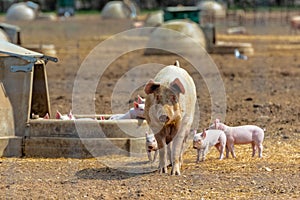 Free range piglets that are a few weeks old running around freely outside with their mother sow
