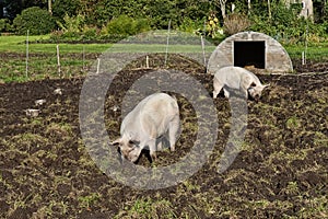 Free Range Pigs