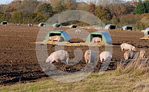 Free range pigs in autumn.