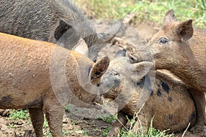 Free range pigs, Kara Dere, Bulgaria