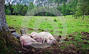 Free range pigs at slovenian green fields