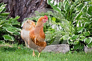 Free-range red hens roaming around a country garden during a summer morning