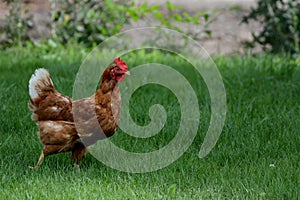 Free range Rhode Island Red rooster