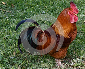 Free range rooster