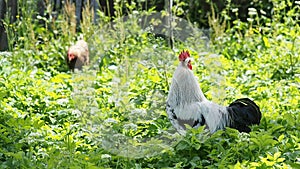 Free range rooster and chickens grazing in the garden in HD VIDEO