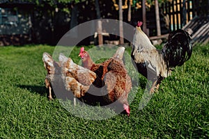 Free-range rooster and chickens grazing on the grass on summer day