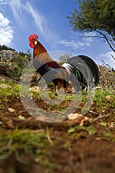 Free range rooster in a field