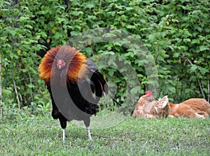 Free range rooster fluffing his neck feathers