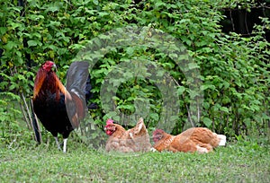 Free range rooster and hens